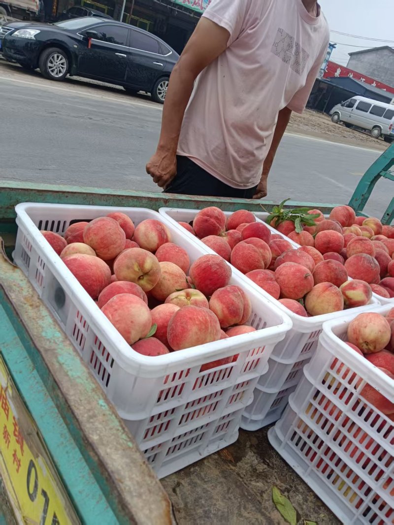 突围桃砀山毛桃产地直发品质保障对接全国量大优惠