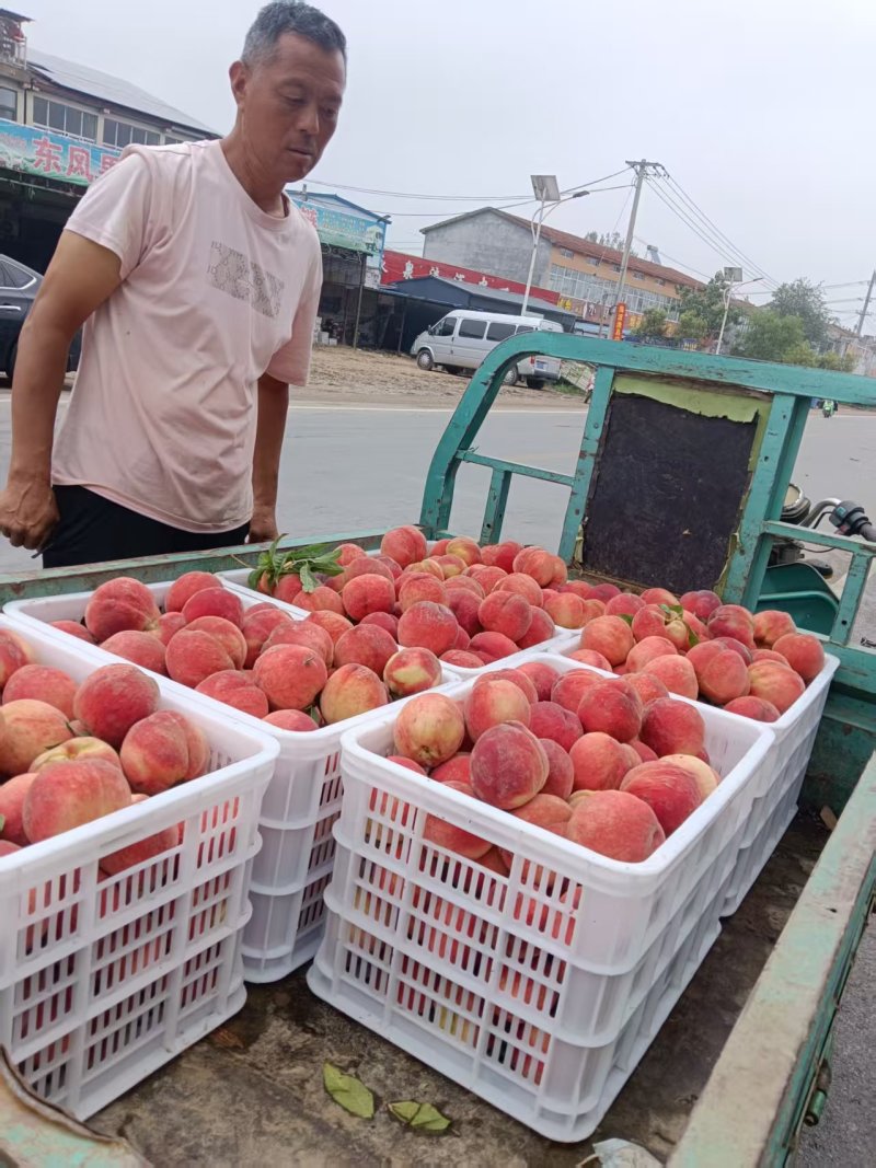 突围毛桃砀山突围桃产地直发口感脆甜品质保障