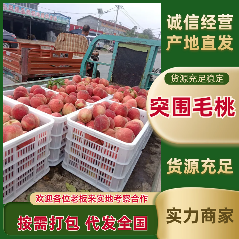 突围桃砀山毛桃产地直发品质保障对接全国量大优惠