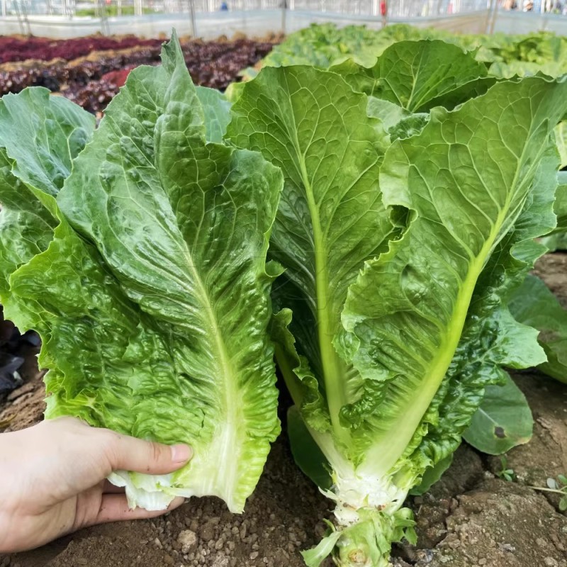 中蔬罗马生菜种子孔雀生菜种子直立生菜种口感脆嫩微甜