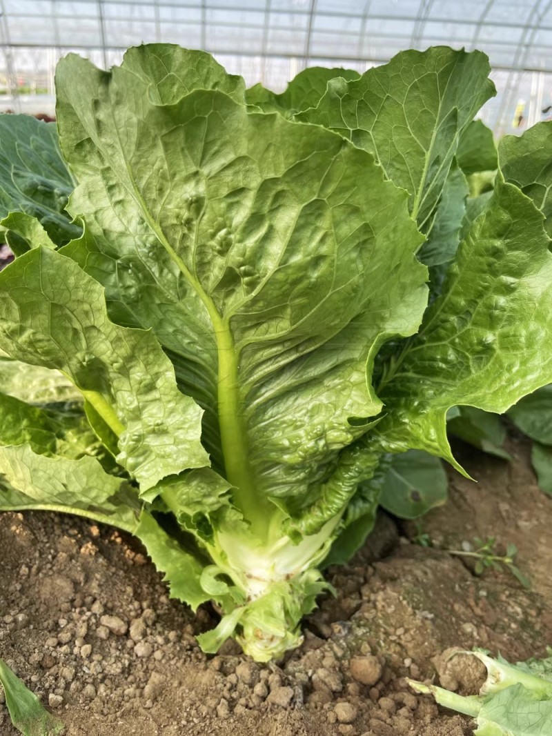 中蔬罗马生菜种子孔雀生菜种子直立生菜种口感脆嫩微甜