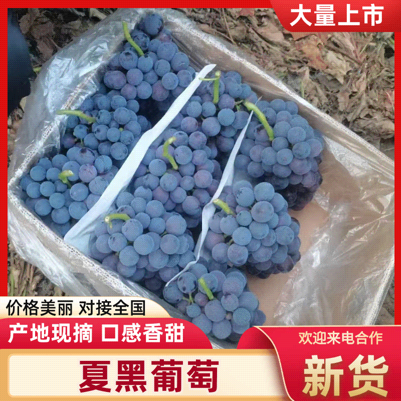河北夏黑葡萄巨峰葡萄持续供货中口感甜量大从优
