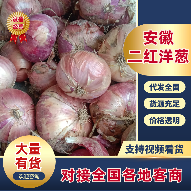 安徽二红洋葱产地大量上市，一手货源质量保证，视频看货