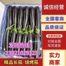 山东烧烤茄子长茄绿宝耐运输市场货源电商货源千亩基地直供