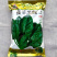 菠菲黑舰菠菜种子春秋型杂交菠菜种子叶片厚黑油亮