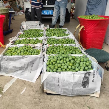 好货推荐青脆李子现摘现发一手货源大量供应