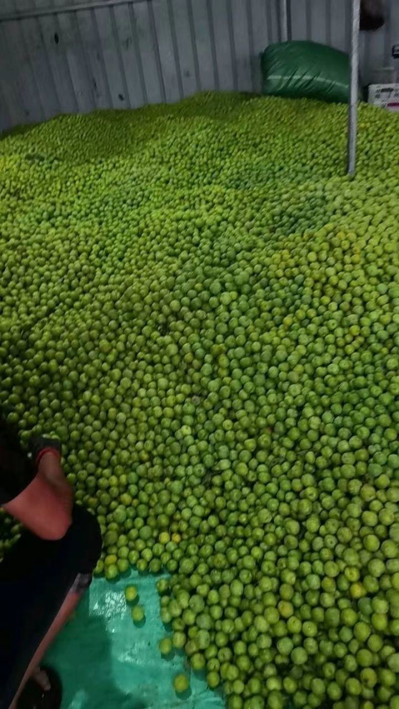 精品青脆李子大量走货中全国发货现摘先发保质保量