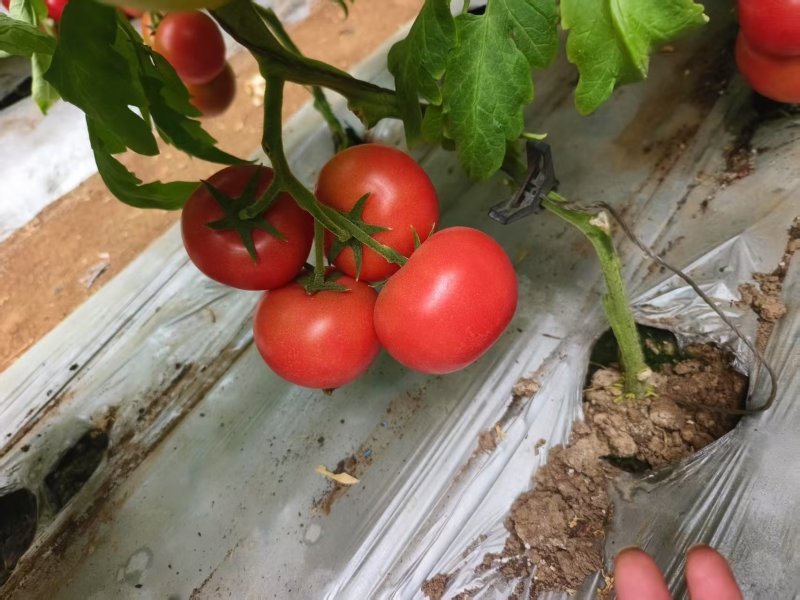 辽宁硬粉西红柿颜色靓丽碱地种植货量大大小规格都有按需求