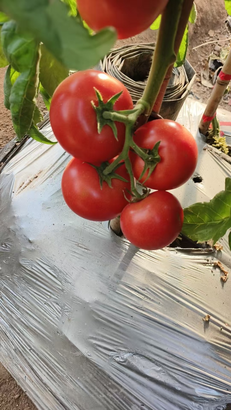 辽宁硬粉西红柿颜色靓丽碱地种植货量大大小规格都有按需求