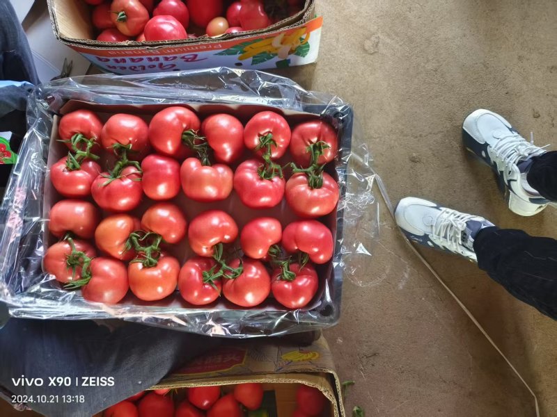 辽宁硬粉西红柿颜色靓丽碱地种植货量大大小规格都有按需求