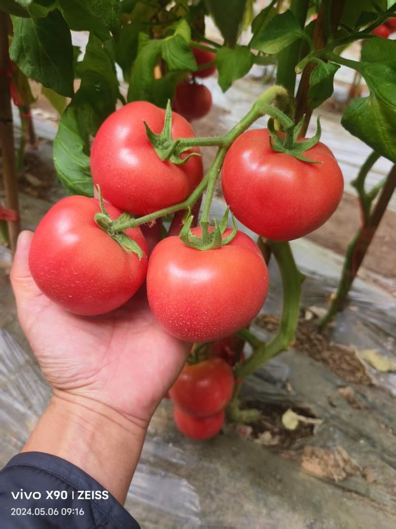 辽宁硬粉西红柿颜色靓丽碱地种植货量大大小规格都有按需求