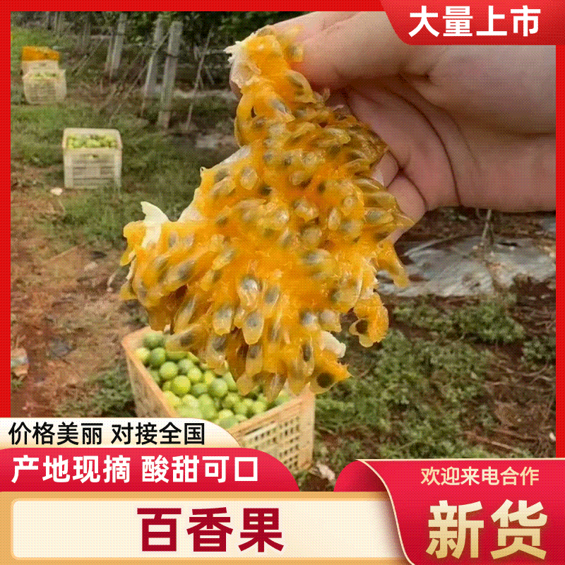《百香果》广东百香果/钦密9号/产地发全国供应/欢迎来电