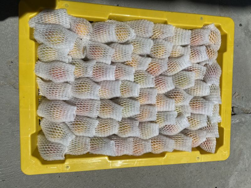 新疆吊干杏产地直发现摘现发质量保证坏果包赔空运包邮