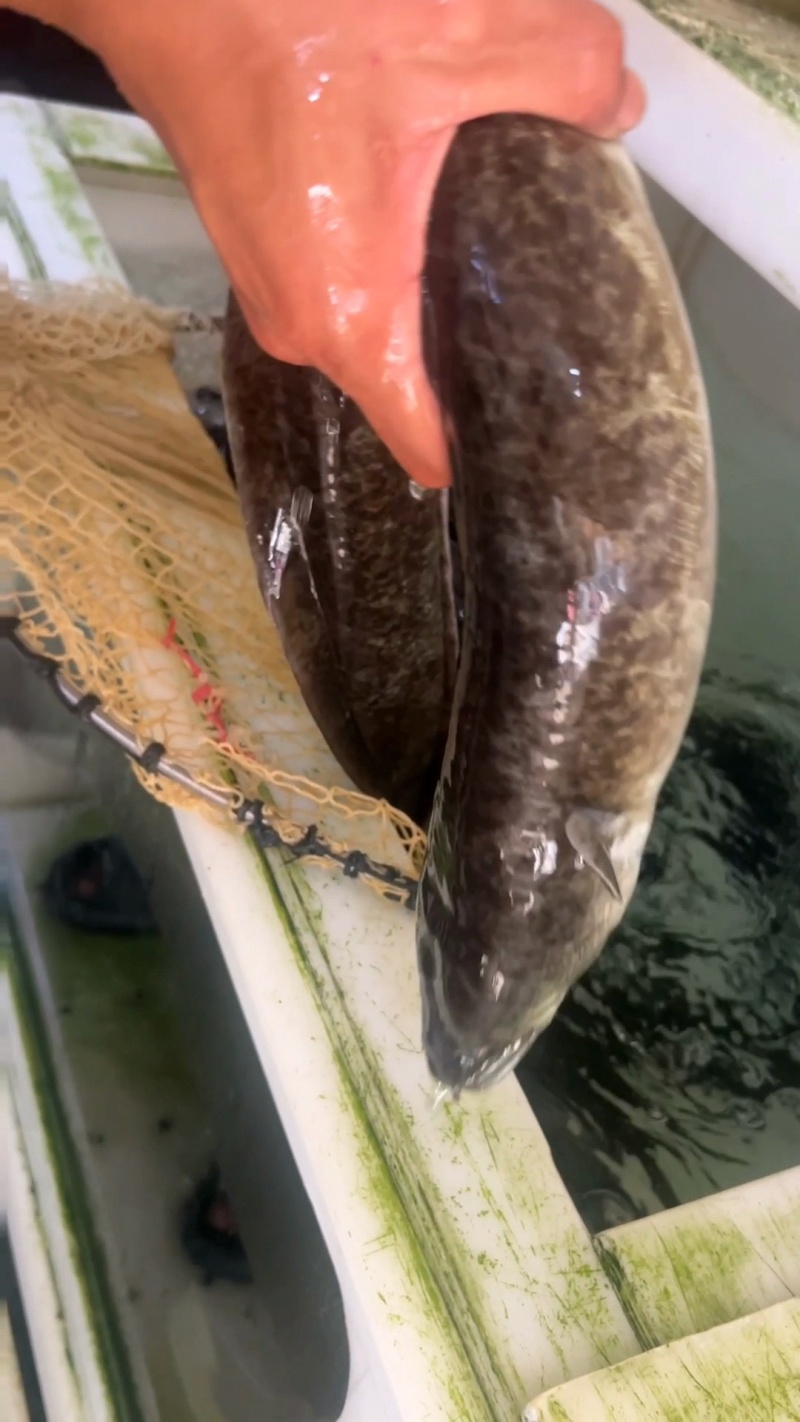 海南水库淡水花鳗鱼量大质优鲜活产品保质保量欢迎咨询