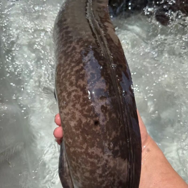 海南水库淡水花鳗鱼量大质优鲜活产品保质保量欢迎咨询