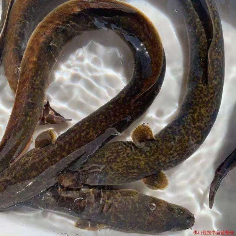 海南水库淡水花鳗鱼量大质优鲜活产品保质保量欢迎咨询
