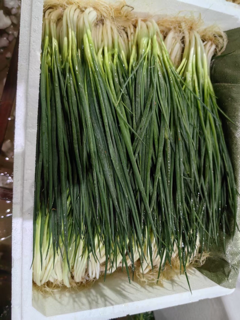 精品小香葱铁杆香葱，一手货源，品质保证，对接泡菜厂加工厂等