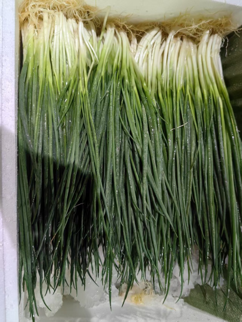 精品小香葱铁杆香葱，一手货源，品质保证，对接泡菜厂加工厂等