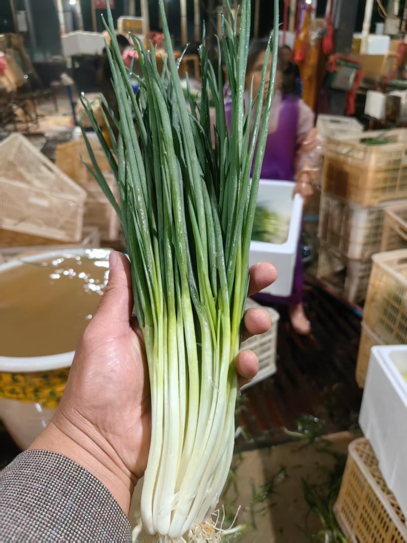 精品小香葱铁杆香葱，一手货源，品质保证，对接泡菜厂加工厂等