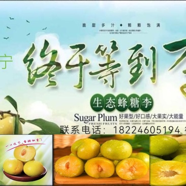 贵州镇宁蜂糖李