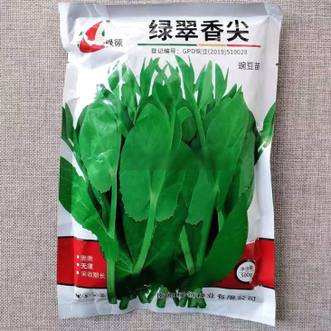 绿领绿翠香尖豌豆苗种子苗芽蔬菜种籽长势旺盛脆嫩清香无须