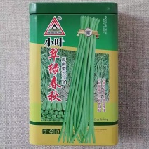 小叶翠绿春天厚肉长豆角种子豆荚翠绿豇豆种籽顺直不鼓籽春秋