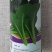中蔬夏美绿秀苗用青梗小白菜种子叶片深翠绿色速生青菜种籽