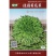 中蔬佳园菊花菜种子苦菊菜花叶苦苣种籽心叶浅绿微苦四季蔬菜