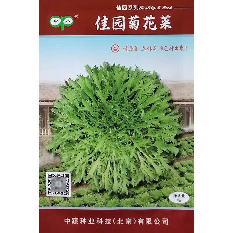 中蔬佳园菊花菜种子苦菊菜花叶苦苣种籽心叶浅绿微苦四季蔬菜