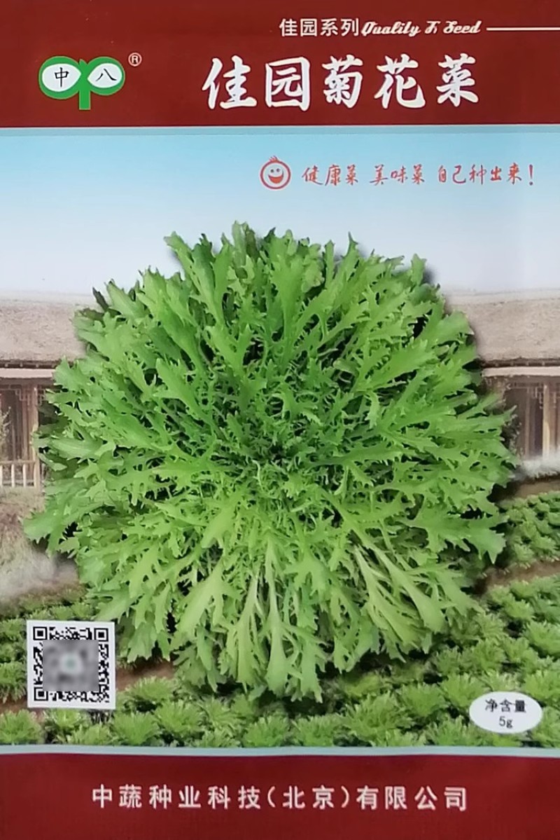 中蔬佳园菊花菜种子苦菊菜花叶苦苣种籽心叶浅绿微苦四季蔬菜