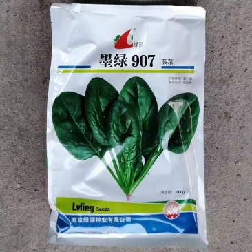 绿领墨绿907菠菜种子黑绿椭圆高产抗病秋冬菠菜种籽杂交