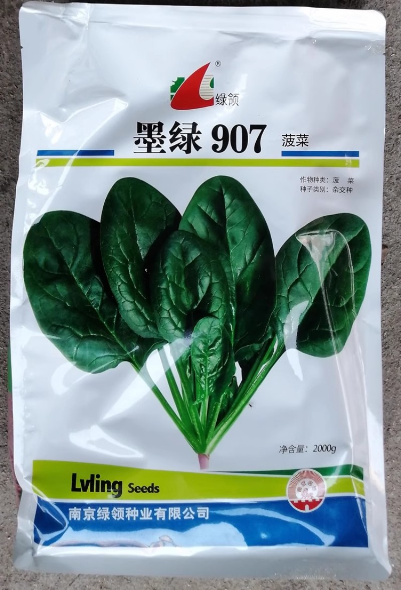 绿领墨绿907菠菜种子黑绿椭圆高产抗病秋冬菠菜种籽杂交