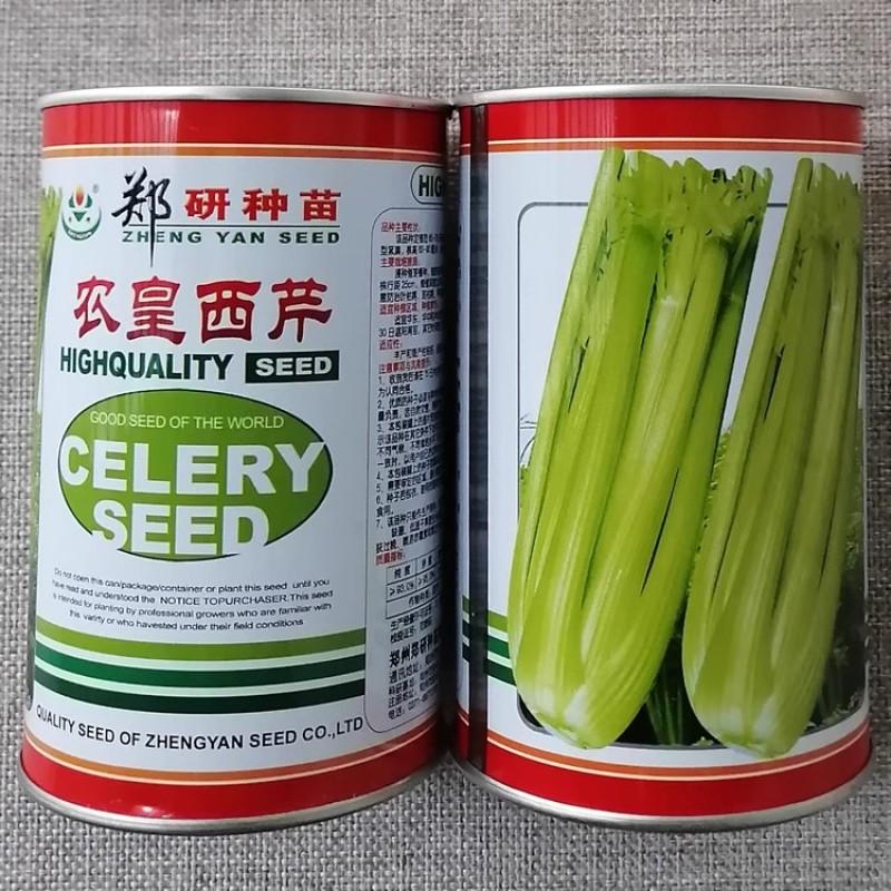 郑研农皇西芹种子色泽淡黄高产耐低温芹菜种籽纤维少大棚露地