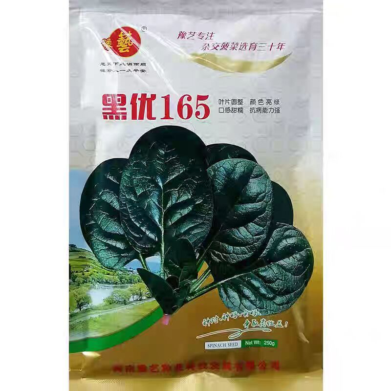 豫艺黑优165菠菜种子口感甜糯圆叶地趴菠菜种籽抗病高产