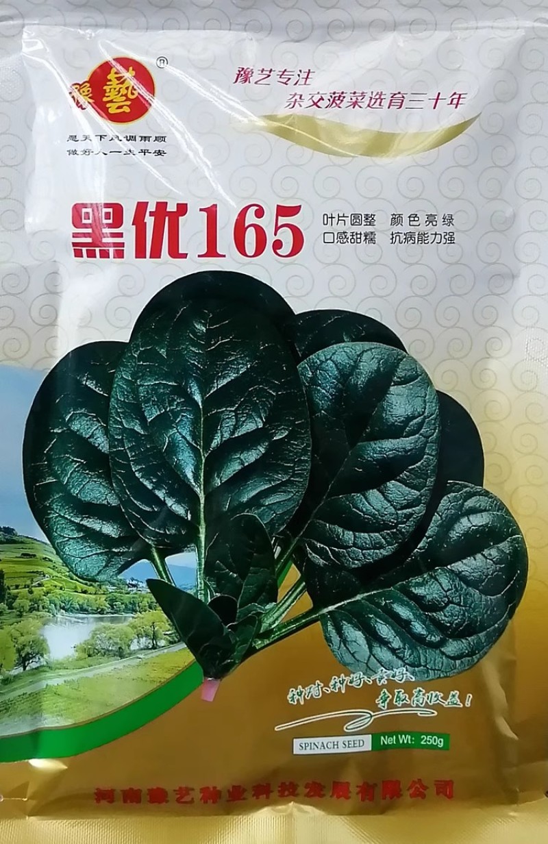 豫艺黑优165菠菜种子口感甜糯圆叶地趴菠菜种籽抗病高产