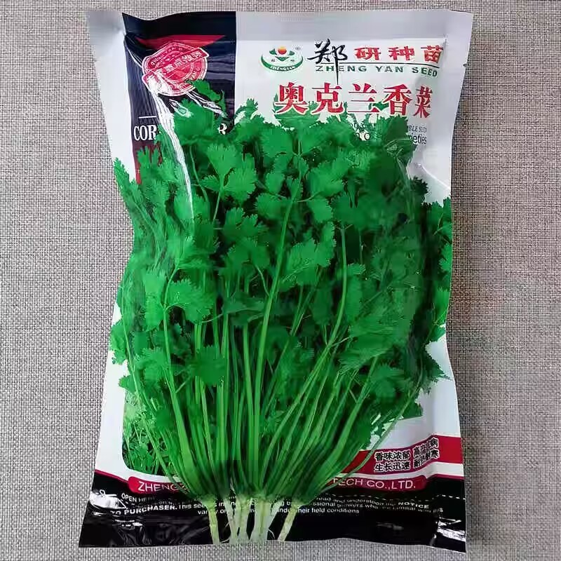 郑研奥克兰四季香菜种子籽高产抗病耐热耐寒叶片鲜绿香味浓