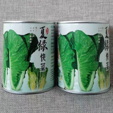 夏绿快菜种子优质高产耐热耐湿早熟杂交白帮小白菜种籽四季
