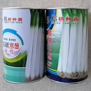 郑研寒葱新一代大葱种子郑研丰葱种籽高产耐寒葱香味浓脆嫩味