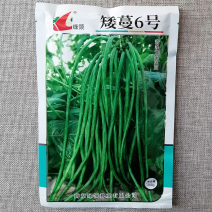 绿领矮蔓6号青条无架豇豆种子早熟抗病不搭架豆角种籽高产