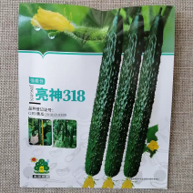 强雌油亮型黄瓜种子亮神318瓜条深绿顺直味甜脆绿肉绿瓤黄