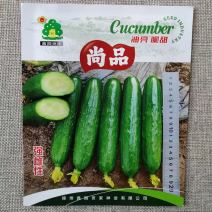 油亮脆甜强雌尚品水果黄瓜种子节瓜种籽果皮油亮好吃好卖皮薄