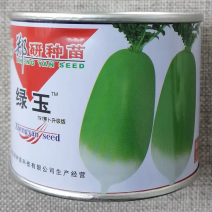 郑研绿玉萝卜种子791萝卜种籽皮色亮绿口感脆甜秋季高产