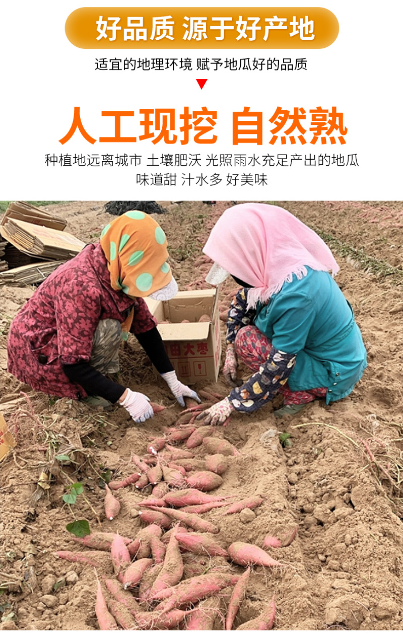【电商一件代发】榴莲蜜薯一件代发，直播电商代发