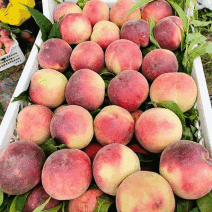 《突围桃》砀山毛桃&突围毛桃/基地直供/现摘现发量大从优