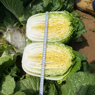 陕西白菜精品黄心白菜对接电商市场商超