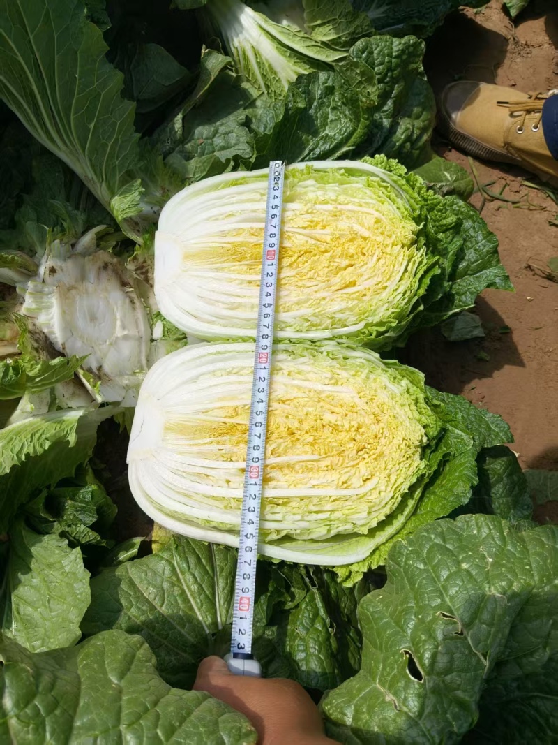 陕西白菜精品黄心白菜对接电商市场商超
