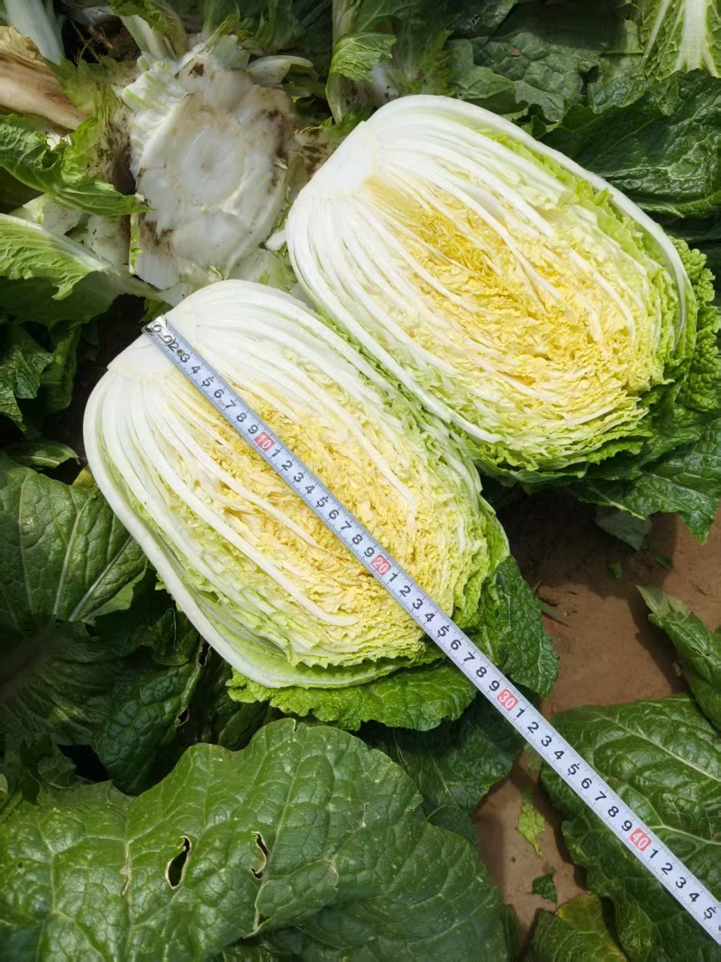 陕西白菜精品黄心白菜对接电商市场商超
