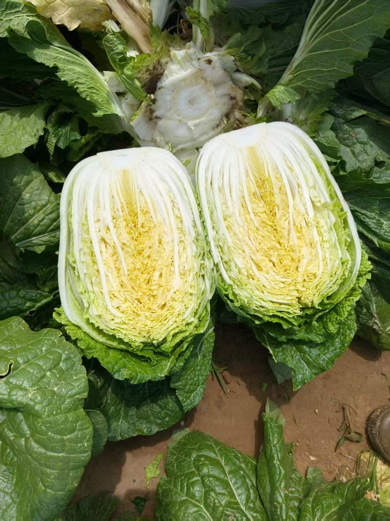 陕西白菜精品黄心白菜对接电商市场商超