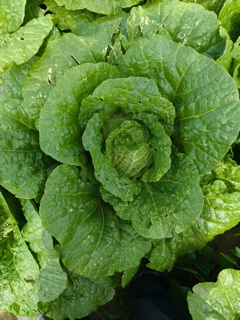 陕西白菜精品黄心白菜对接电商市场商超