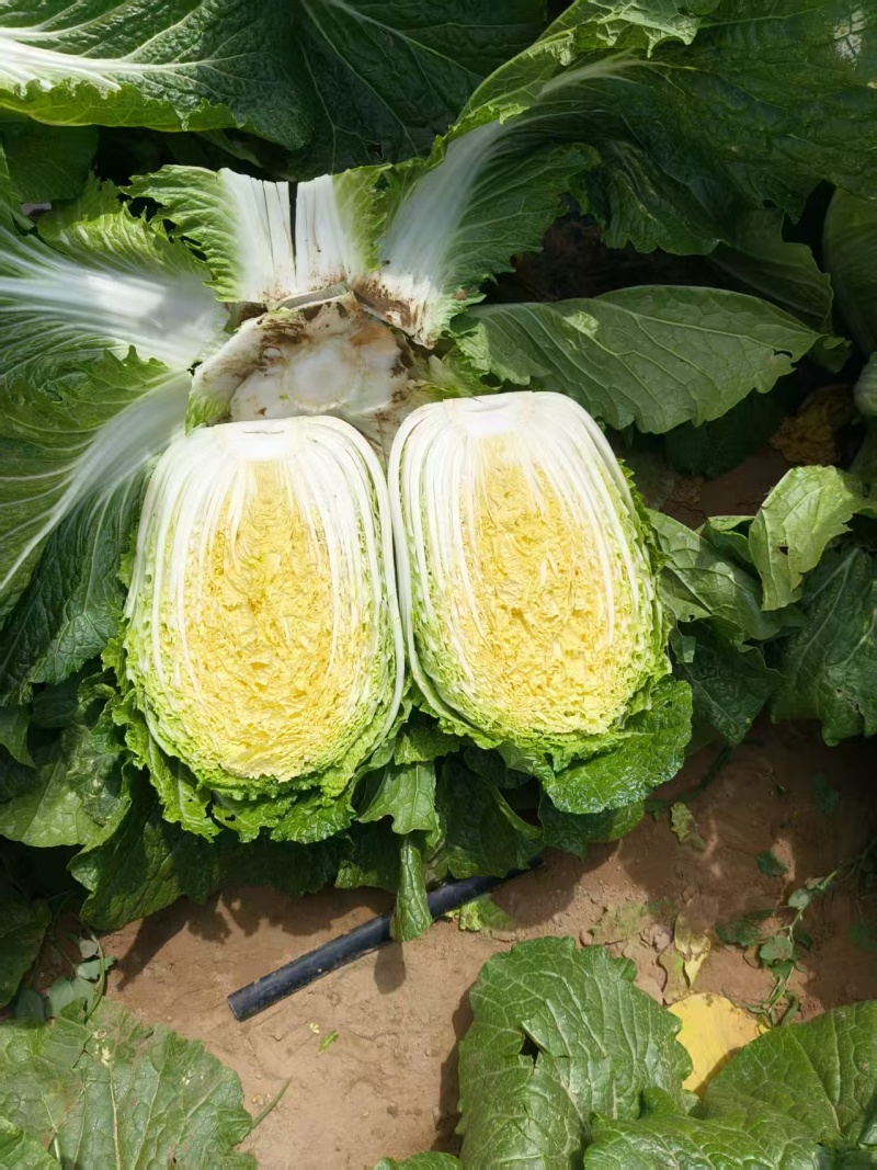 陕西白菜精品黄心白菜对接电商市场商超